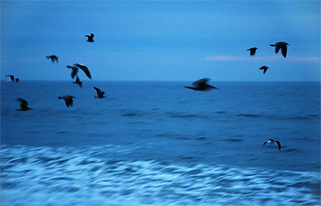 seabirdsflat.jpg